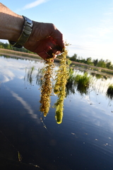 Utricularia australis