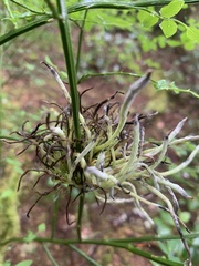 Exobasidium parvifolii