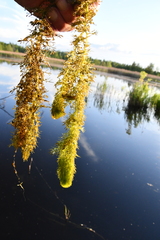 Utricularia australis