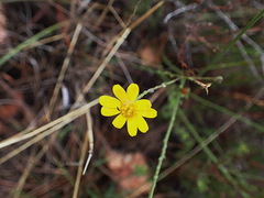 Osteospermum pterigoideum