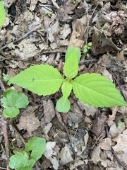 Impatiens parviflora
