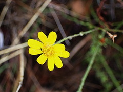 Osteospermum pterigoideum