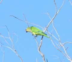 Eupsittula aurea
