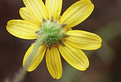 Osteospermum pterigoideum