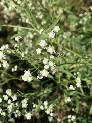 Parthenium hysterophorus image