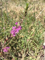 Lythrum junceum