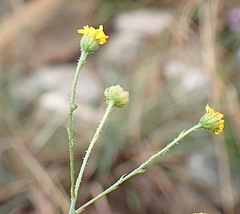 Osteospermum pterigoideum