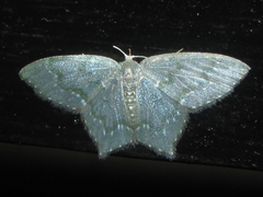 Chloropteryx diluta