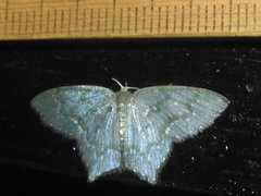 Chloropteryx diluta