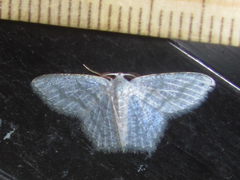 Chloropteryx opalaria