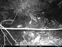 Philander opossum