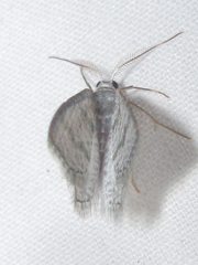 Chloropteryx opalaria