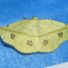 Cratoptera primularia - Photo (c) Chuck Sexton,  זכויות יוצרים חלקיות (CC BY-NC)