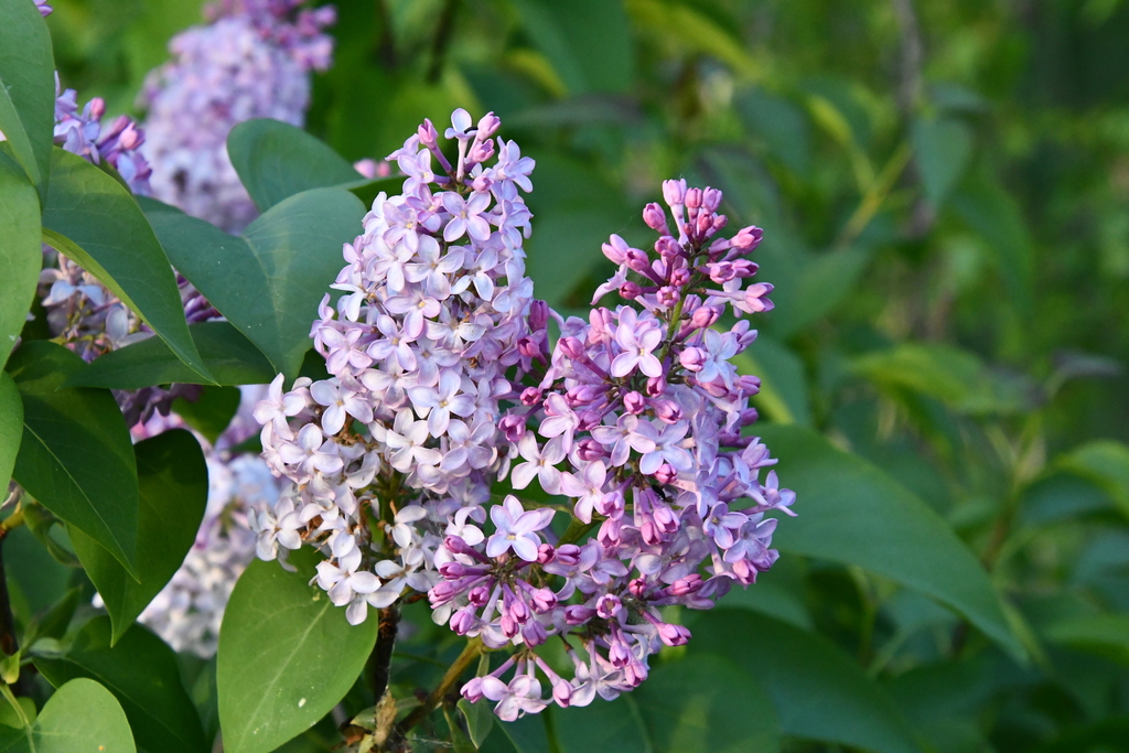 Syringa vulgaris