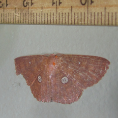 Anisodes vineotincta