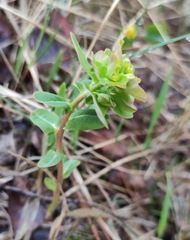 Euphorbia jenisseiensis