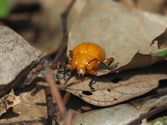 Podontia lutea
