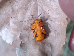 Podontia lutea