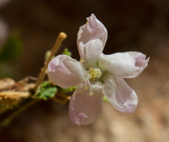 Hibiscus micranthus