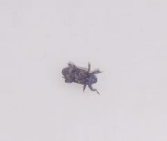 Mechistocerus