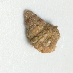 Trichotropis cancellata