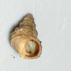 Trichotropis cancellata