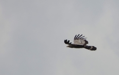 Polyboroides typus typus