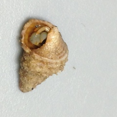 Trichotropis cancellata