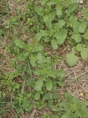 Senecio vulgaris