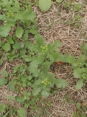Senecio vulgaris
