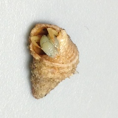 Trichotropis cancellata