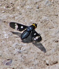 Hyperalonia morio morio