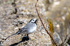 Motacilla alba