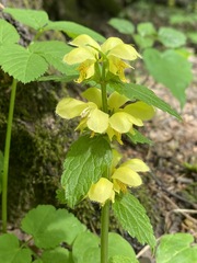 Lamium galeobdolon
