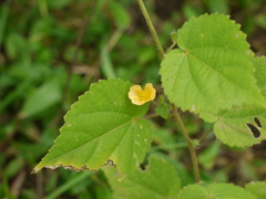 Sida cordata