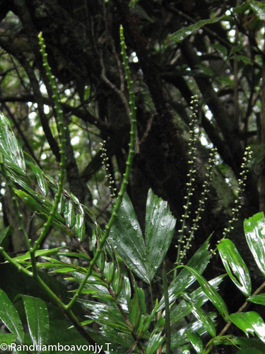 Dypsis thiryana image