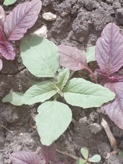 Amaranthus retroflexus