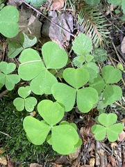 Oxalis acetosella