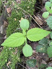 Impatiens parviflora