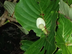 Neonauclea reticulata