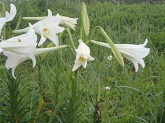 Lilium longiflorum scabrum