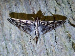 Rhimphalea