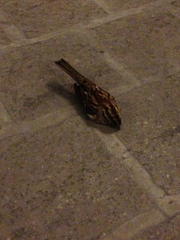 Zonotrichia albicollis