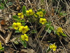 Viola xanthopetala