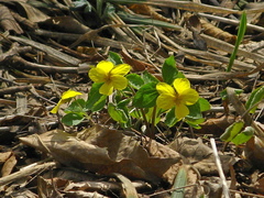 Viola xanthopetala