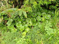 Farfugium japonicum japonicum
