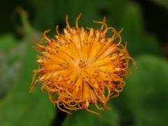 Gynura elliptica