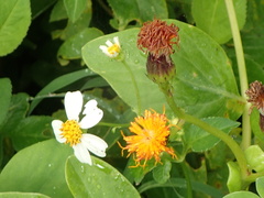 Gynura elliptica