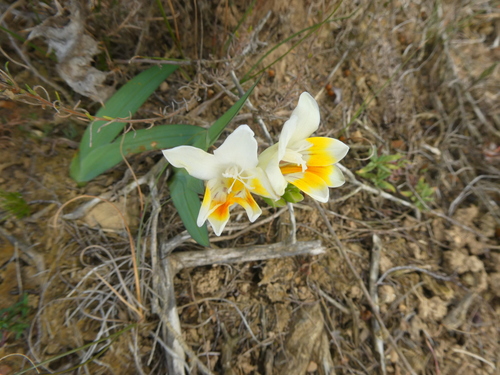 Freesia caryophyllacea (Burm.f.) N.E.Br.