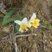 Freesia caryophyllacea - Photo (c) Petra Broddle, alguns direitos reservados (CC BY-NC), uploaded by Petra Broddle